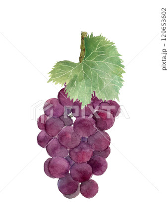 水彩で描いた葉付き一房の葡萄のイラスト素材【手描き】白バック 切り抜き 水彩で描いた葉付き一房の葡萄のイラスト素材【手描き】白バック 切り抜き 129653602