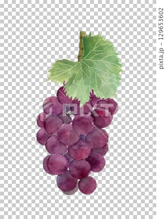 一串葡萄的插圖素材，葉子用水彩畫[手繪]，白色背景摳出 129653602
