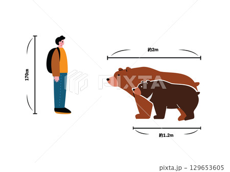 野生のクマと人間の大きさ比較図 129653605