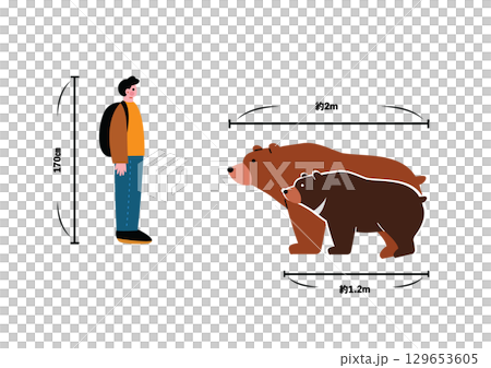 野生のクマと人間の大きさ比較図 129653605