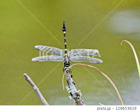 枝に止まるトンボ　サナエトンボ科ウチワヤンマ♀ 129653619