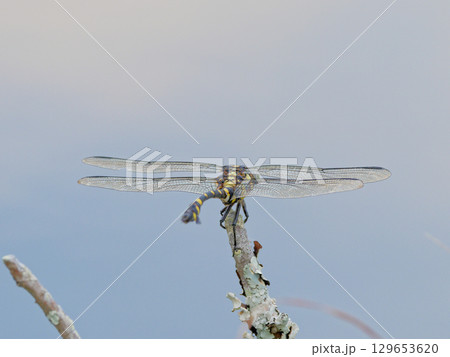 枝に止まるトンボ　サナエトンボ科ウチワヤンマ♀ 129653620
