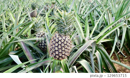 沖縄県のパイナップル畑 129653715