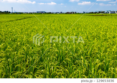 稲作農業 129653836