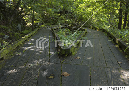 夏の奥日光　湯の湖の遊歩道の木道 129653921