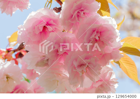ピンクの八重桜 129654000