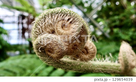 シダ植物　ヒカゲヘゴ 129654039