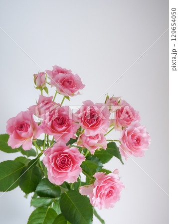 ガラスの花瓶に入った美しいピンクの薔薇 ガラスの花瓶に入った美しいピンクの薔薇 129654050