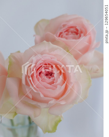 ガラスの花瓶に入った美しいピンクの薔薇 ガラスの花瓶に入った美しいピンクの薔薇 129654051