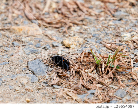 蜘蛛を狩る狩り蜂クモバチ科オオモンクロクモバチ♀ 129654087