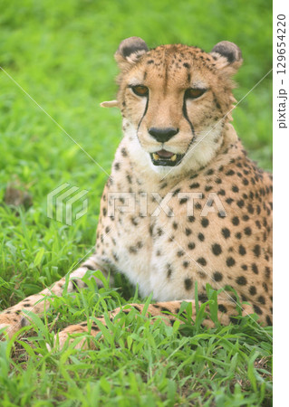 口を開けて暑さに耐えるチーターのポートレート 129654220