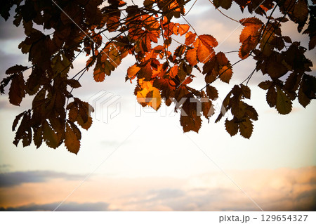 北海道の晩秋の公園で夕暮れに紅葉した葉に光が当たっている 129654327