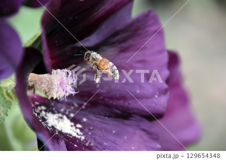 ミツバチ ミツバチ 129654348