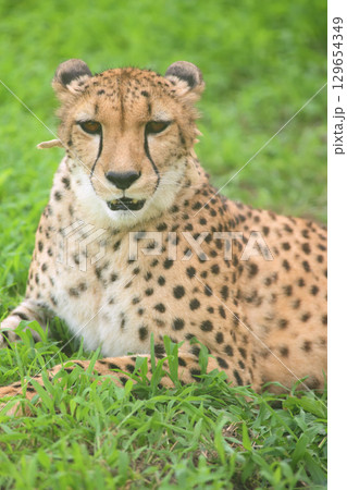 土と草で体を冷やそうとするチーター 土と草で体を冷やそうとするチーター 129654349