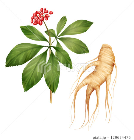 Hand-drawn illustration of a ginseng plant with red berries, green leaves, and detailed beige root. Perfect for herbal medicine, wellness, and nature-themed designs Hand-drawn illustration of a ginseng plant with red berries, green leaves, and detailed beige root. Perfect for herbal medicine, wellness, and nature-themed designs 129654476