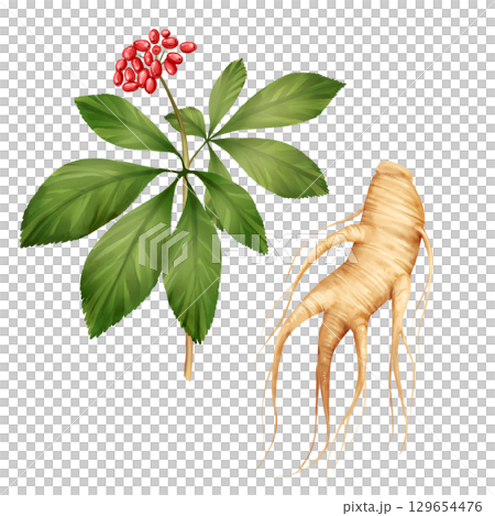 Hand-drawn illustration of a ginseng plant with red berries, green leaves, and detailed beige root. Perfect for herbal medicine, wellness, and nature-themed designs Hand-drawn illustration of a ginseng plant with red berries, green leaves, and detailed beige root. Perfect for herbal medicine, wellness, and nature-themed designs 129654476