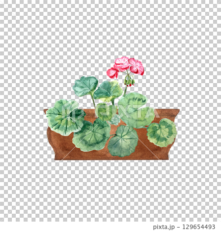 Geranium plant with rounded leaves, pink blossoms in a clay pot. Hand-painted watercolor clipart isolated on white perfect for garden designs, floral arrangements, invitations, packaging, home decor Geranium plant with rounded leaves, pink blossoms in a clay pot. Hand-painted watercolor clipart isolated on white perfect for garden designs, floral arrangements, invitations, packaging, home decor 129654493