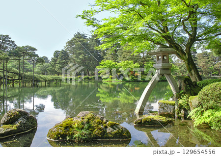 新緑の兼六園と徽軫灯籠、霞ヶ池に映える若葉が美しい初夏の日本三名園 新緑の兼六園と徽軫灯籠、霞ヶ池に映える若葉が美しい初夏の日本三名園 129654556