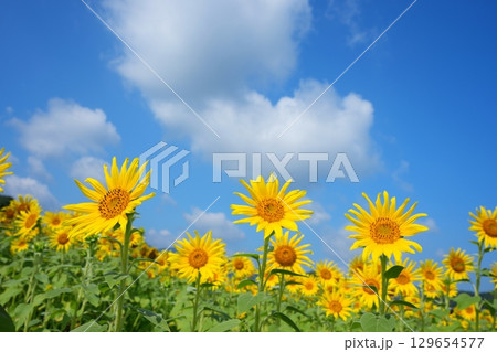ひまわり畑28 ひまわり畑28 129654577