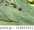 ナスの葉を食べる害虫・テントウムシダマシ 129655031