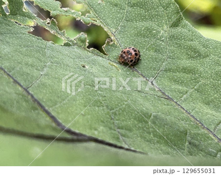ナスの葉を食べる害虫・テントウムシダマシ ナスの葉を食べる害虫・テントウムシダマシ 129655031