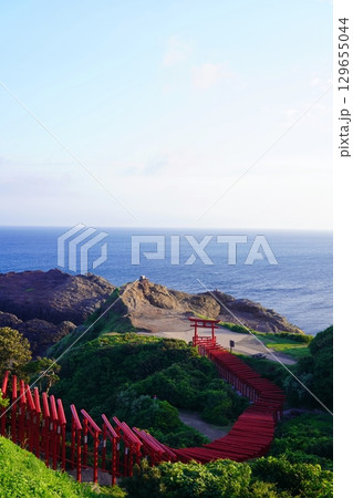 赤い鳥居　　元乃隅神社254 129655044