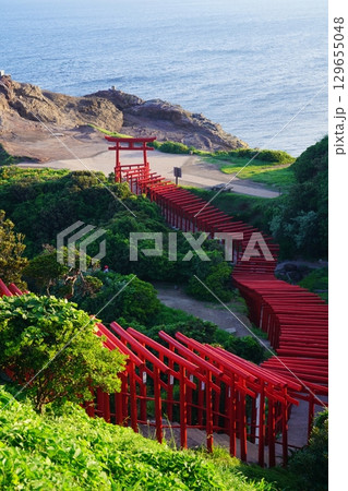 赤い鳥居　　元乃隅神社268 129655048