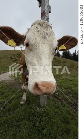 Close-Up of Curious Cow in Pasture 129655083