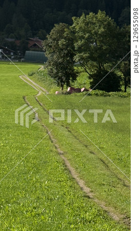 Earthen Road in Lush Green Countryside Meadow 129655098