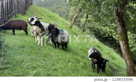 Goats and Sheep Grazing on Lush Hillside Pasture 129655099