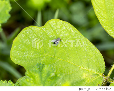 朝露に濡れた葉に止まるニクバエ 朝露に濡れた葉に止まるニクバエ 129655102