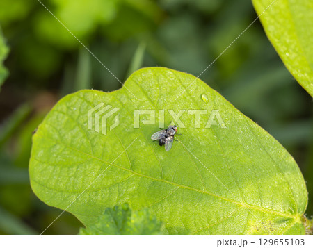 朝露に濡れた葉に止まるニクバエ 129655103