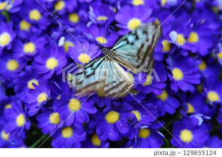 花にとまる蝶々 129655124