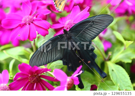 花にとまる蝶々 129655135