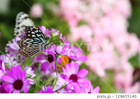 花にとまる蝶々 129655140