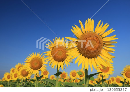 ひまわり3587 129655257