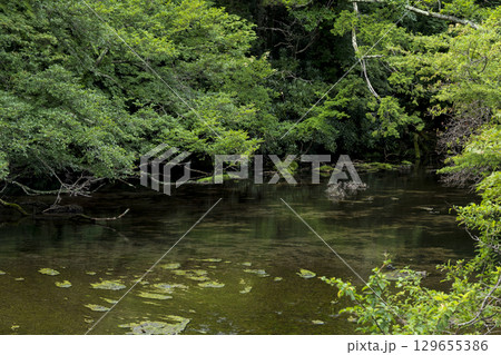 夏の奥日光 湯の湖から湯滝への湯川の流れ 夏の奥日光 湯の湖から湯滝への湯川の流れ 129655386