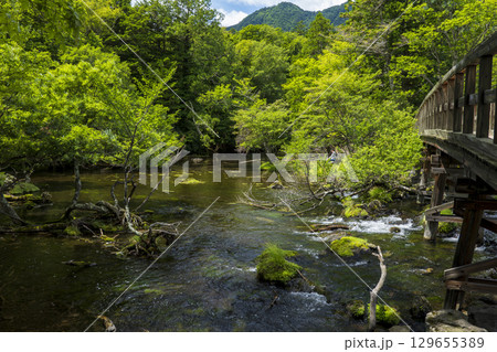 夏の奥日光　湯の湖から湯滝への湯川の流れ 129655389