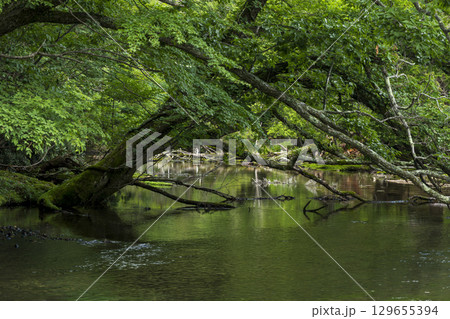 夏の奥日光　湯の湖から湯滝への湯川の流れ 129655394