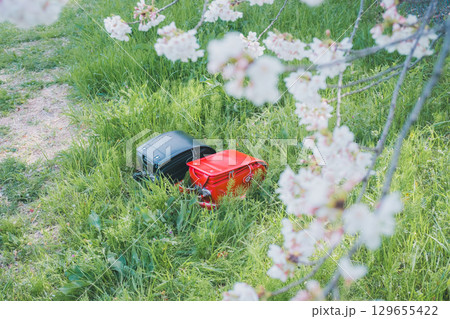ランドセルと桜 129655422