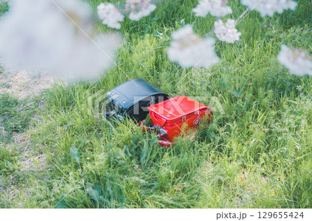 ランドセルと桜 ランドセルと桜 129655424