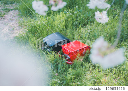 ランドセルと桜 ランドセルと桜 129655426