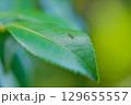 アリの散歩 129655557