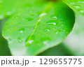 雨上がりの朝 129655775
