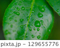 雨上がりの朝 129655776