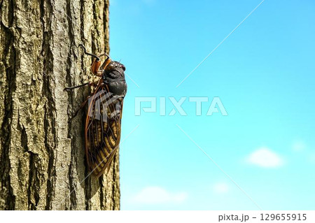 夏のセミ素材　羽化・樹木・青空とセミ 129655915
