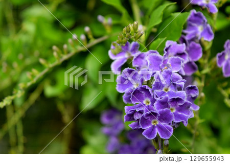 デュランタ 129655943