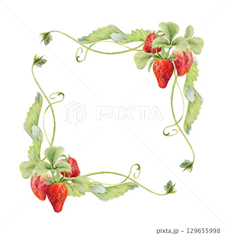 Strawberry hanging on stems with vines tendrils, ripe garden berry pineberry strasberry snakeberry. Isolated square border corner frame hand drawn in watercolor. Farmers market, eco gardening calendar Strawberry hanging on stems with vines tendrils, ripe garden berry pineberry strasberry snakeberry. Isolated square border corner frame hand drawn in watercolor. Farmers market, eco gardening calendar 129655998