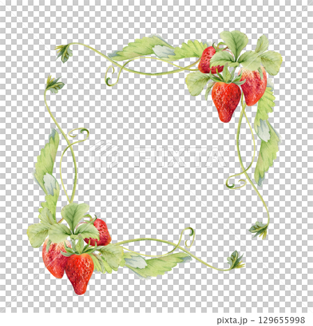 Strawberry hanging on stems with vines tendrils, ripe garden berry pineberry strasberry snakeberry. Isolated square border corner frame hand drawn in watercolor. Farmers market, eco gardening calendar 129655998