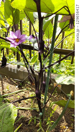 家庭菜園のナスと薄紫色の花 夏野菜の成長過程 家庭菜園のナスと薄紫色の花 夏野菜の成長過程 129656417